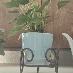 Plant With A Stand 