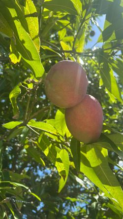 Mangoes š„ š„š„