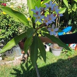 Plumeria