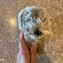 Vintage Steiff Schnauzer Dog From Germany Shipping Avaialbe 