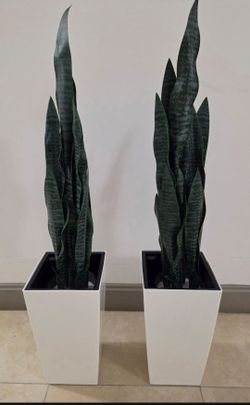 PAIR of 3ft Faux Snake Plants in 16in White Planters (2 for $80) @ Lasting Creations