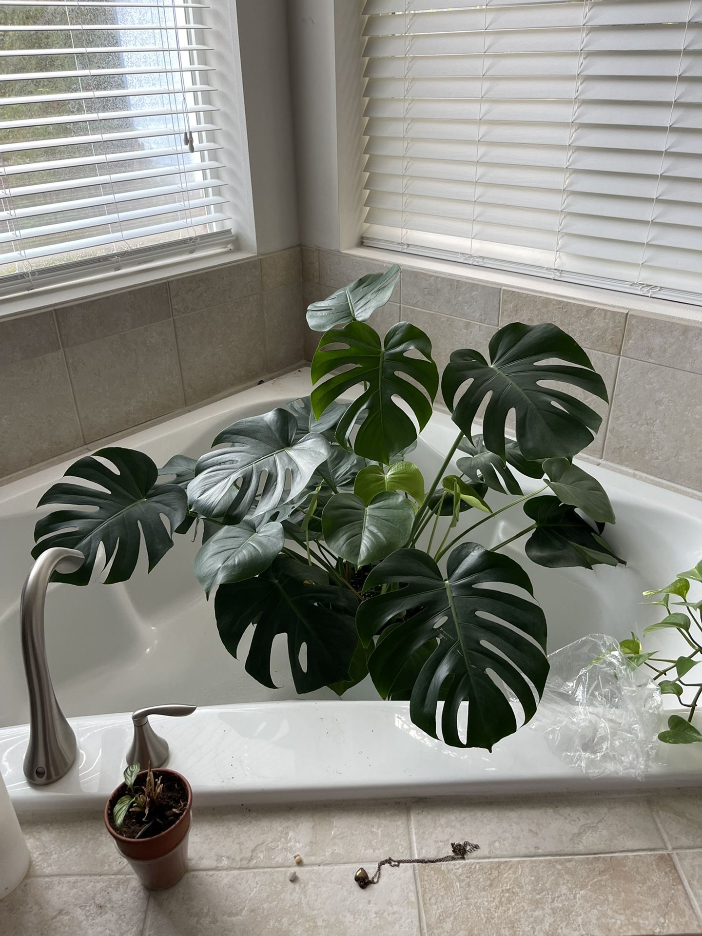 Big 10” Monstera Deliciosa Houseplant