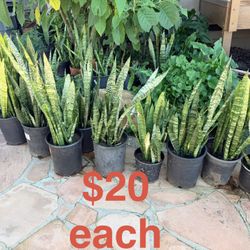 Indoor And Outdoor Plants For Sale Snake Plants $20