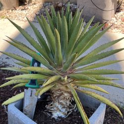 Thorn Agave Family Plant Pot Not Included
