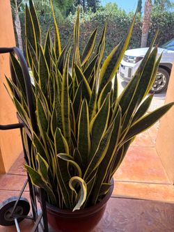 Planta