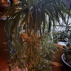 Spider Plant In Ceramic Pot