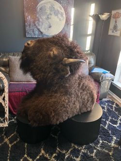 Buffalo Shoulder Mount