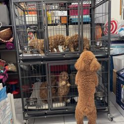 Jaula Para Goldendoodle Mini 