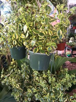 Crassula plants.