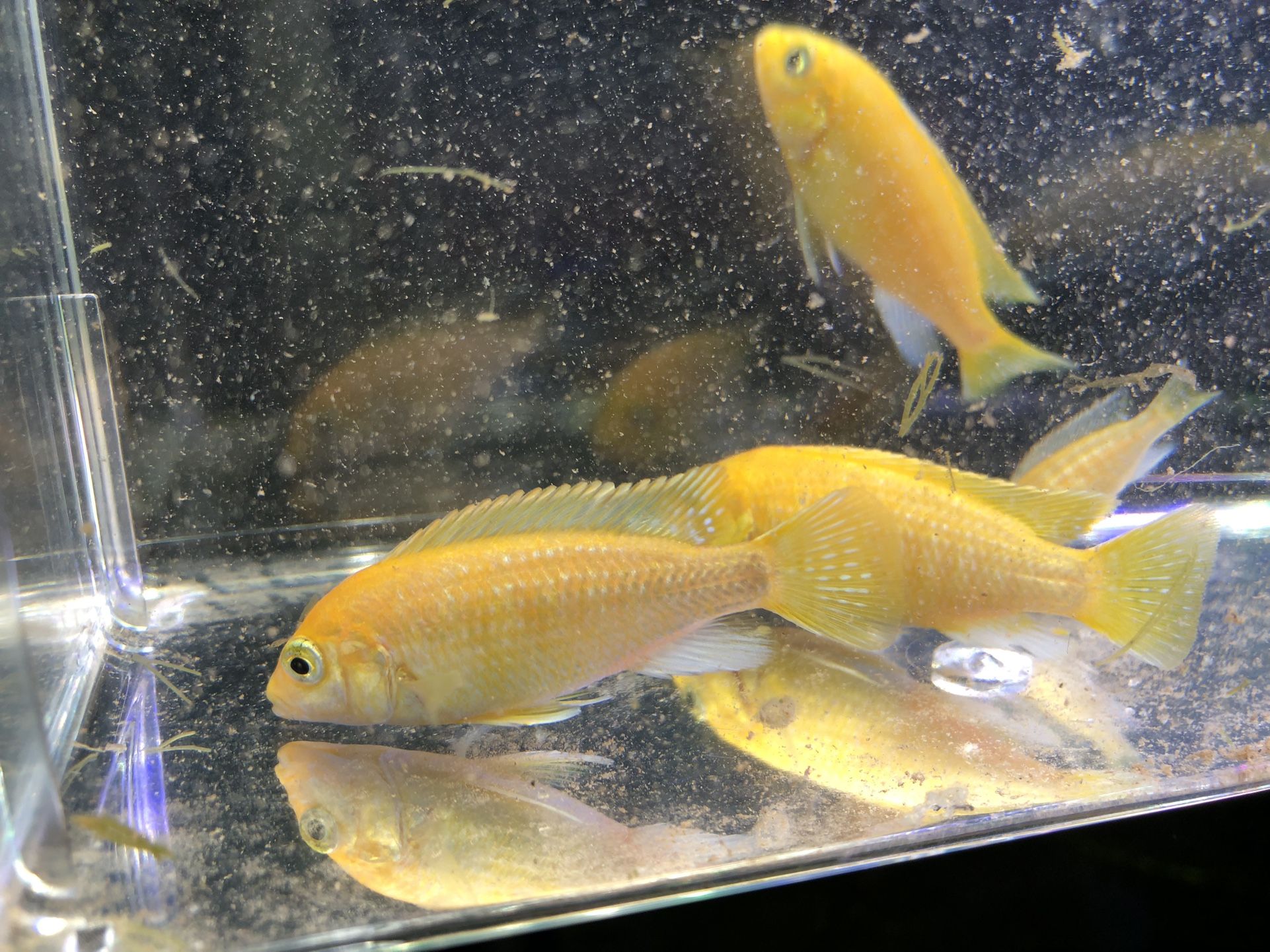 Yellow Mbuna Fish Tank