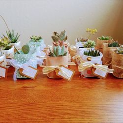 Succulent Party Favors #2 