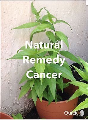 Clinacanthus Nutans Sabah Snake Grass Plants Many Many Health Benefits