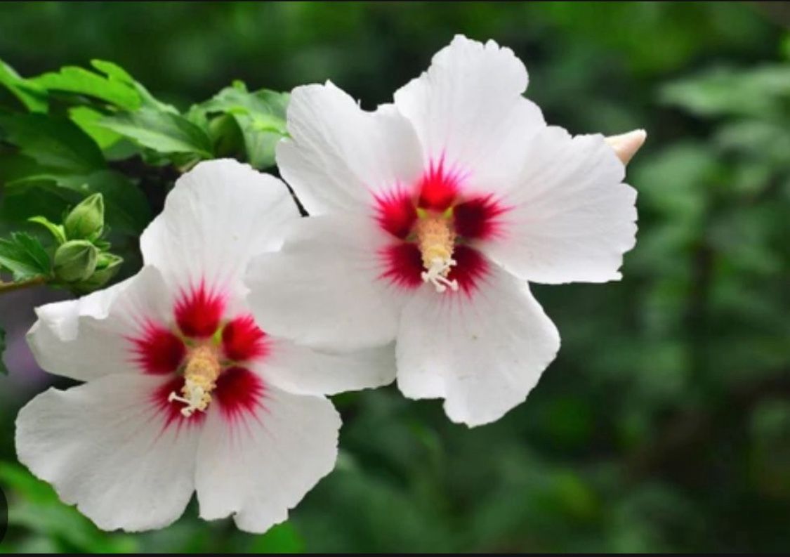 Absolutely Gorgeous Rose Of Sharon Plants!
