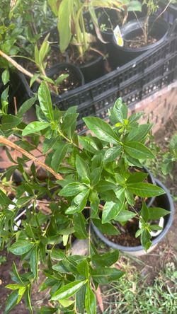 Gardenia