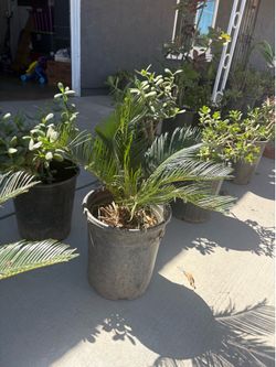 Sago palm $50.00 each