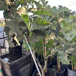 kalanchoe elephant ear