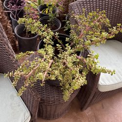 Elephant Food Plant $30