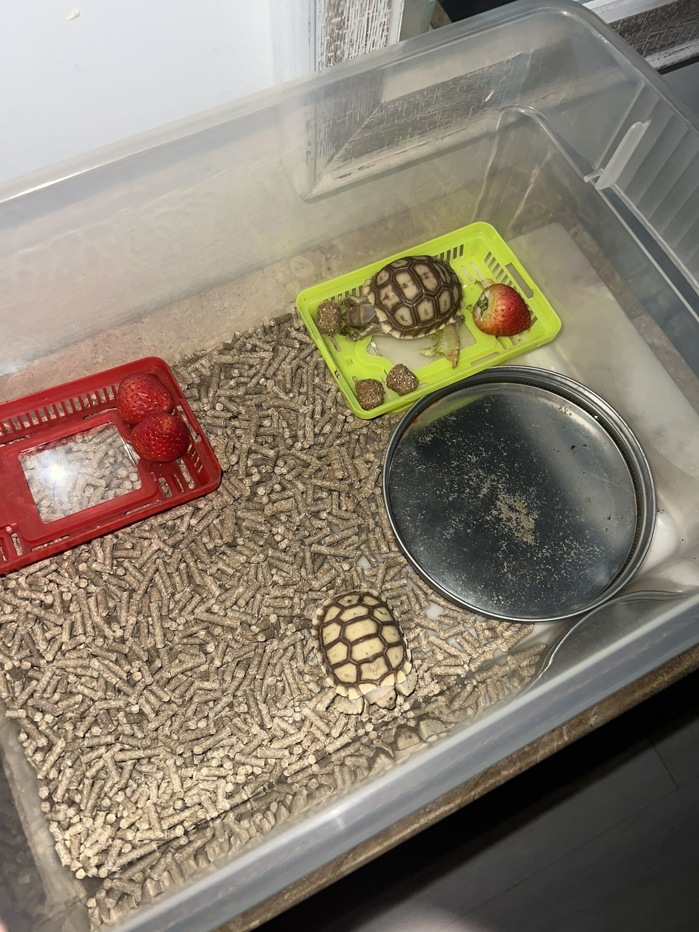 Reptile Bedding For Sale 