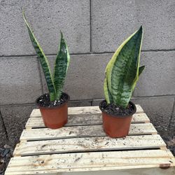 Snake plant (5inch Nursery Pot) - Live Plant 