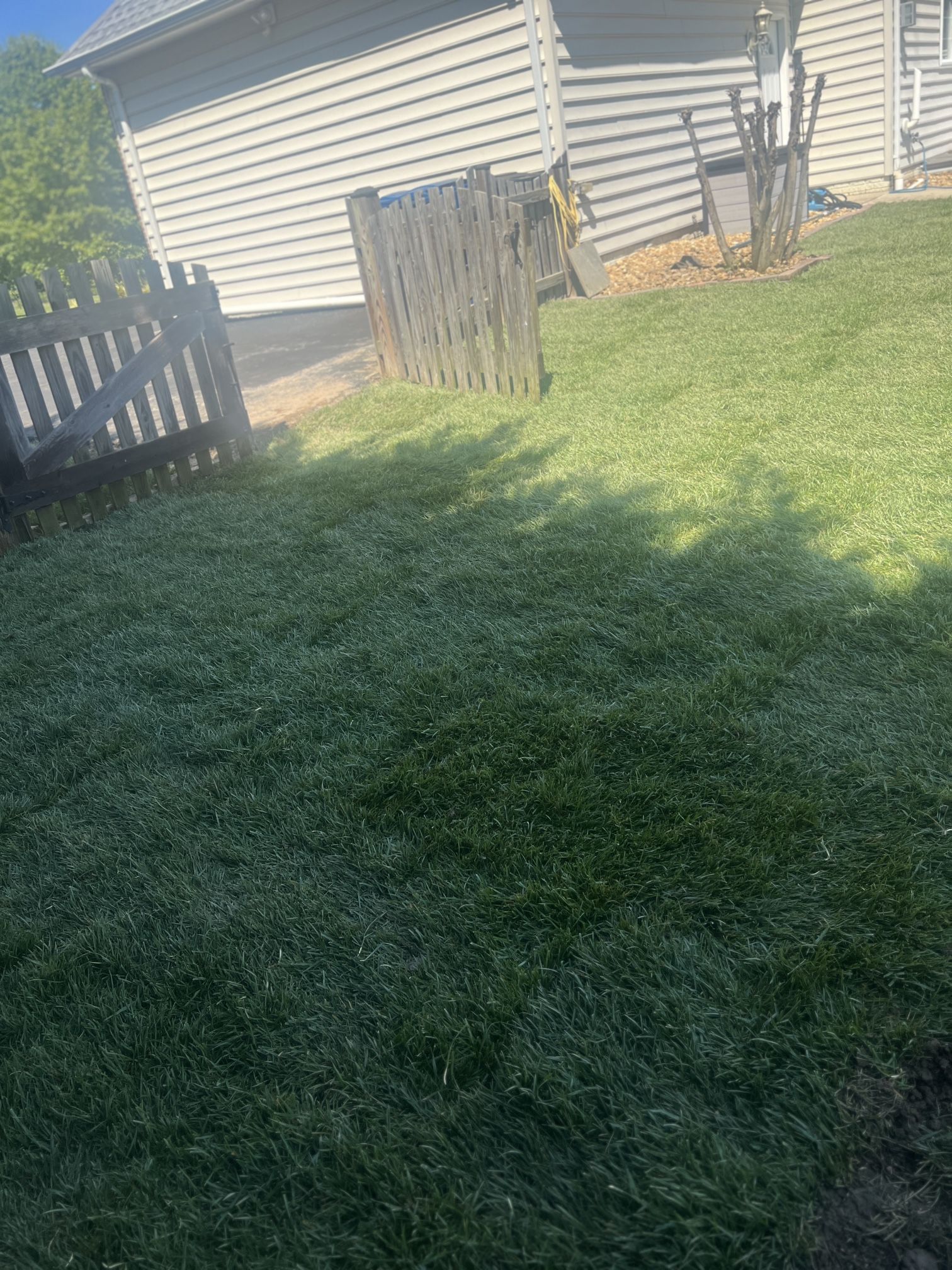 Sod Installation Certified Sod