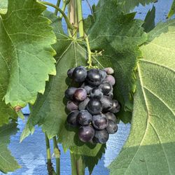 September crunchy blue seedless table grape plant