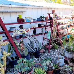 Rustic Ladder Shelving $50