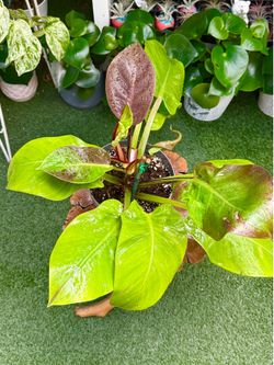 Plants (7”pot🌿Philodendron Yellow Flame $50)