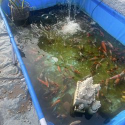 Koi Pond Above Ground Pool