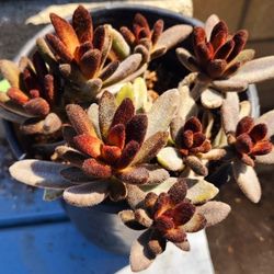 Succulents Plants Chocolate Soldier In A Gallon Pot Pick Up In Upland 
