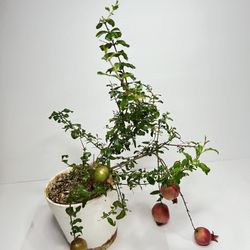 House Plant🔹Babay Prebonsai Pomegranate Tree🔹Dwarf 
