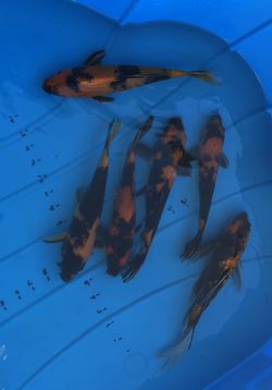 Koi