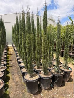 Italian cypress 15 gallons 7 feet tall when planted