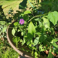 Arbol De Papa Azul/  Blue Potato  Bush