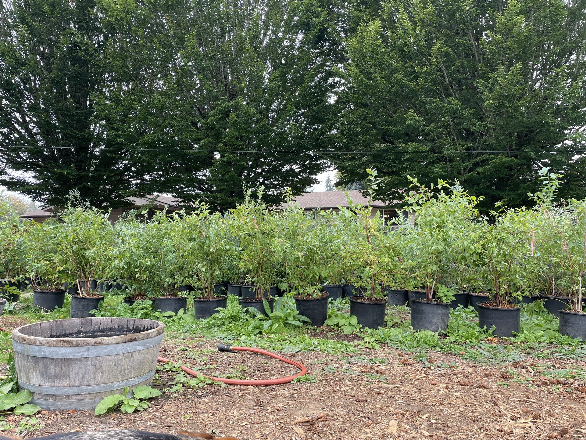 Blueberry Plants