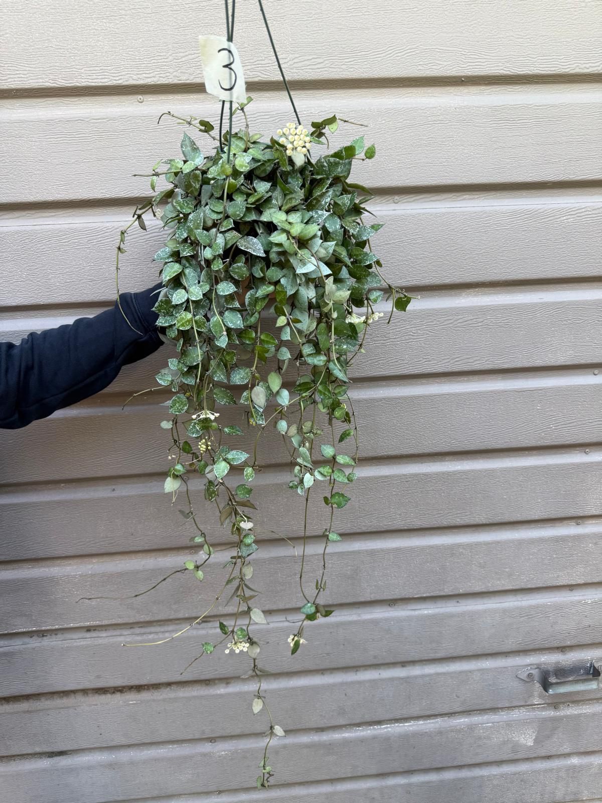 6” hoya eskimo