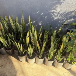Snake Plant 
