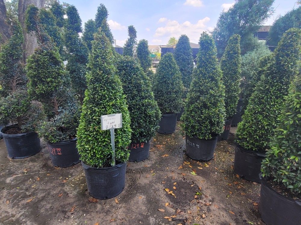 Topiaries 7gall