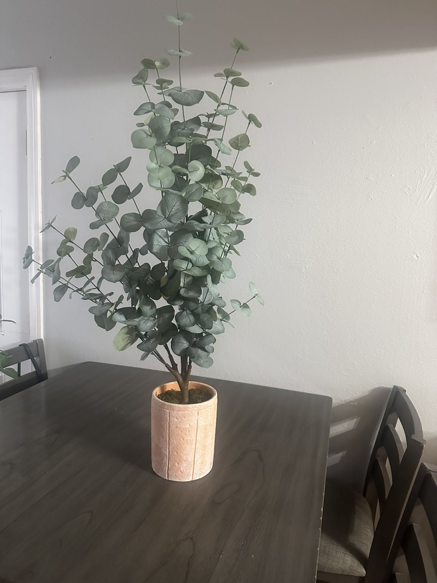Planta Nueva De Target