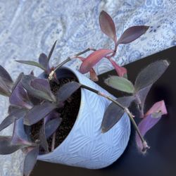  Purple Heart Indoor Plant