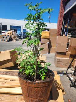 Live Plant in Barrel Planter Pot