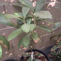 Rare Grafted Big 5 Star Loquat 大五星枇杷.