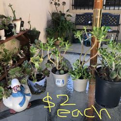 Plantas Suculentas 