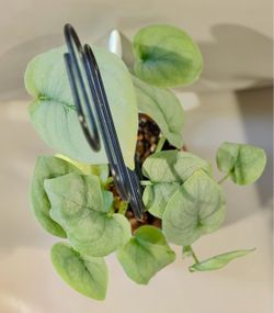 Healthy Scindapsus treubii 'Moonlight' in Mermaid Tail Mug