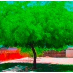 Chilean Thornless Mesquite Trees in 15 Gallons 7 1/2 From the ground uThe Tall $90 Each Price  Firm.