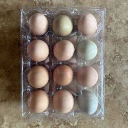 Fresh Eggs