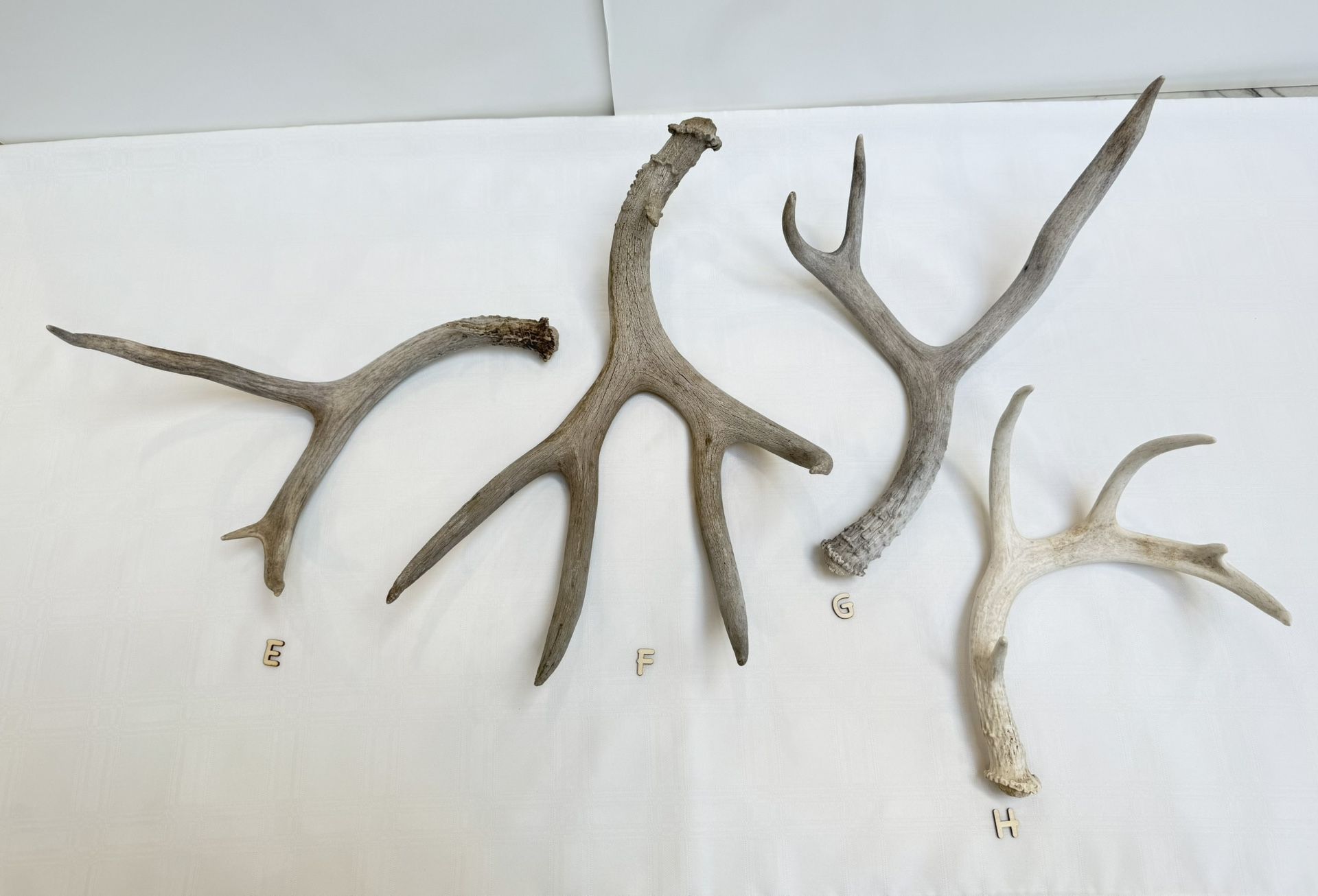 Genuine Deer Antlers | Natural Deer Sheds Singles | Pricing In Description | E-H