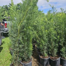 podocarpus 6 feet tall Instant Privacy Hedge
