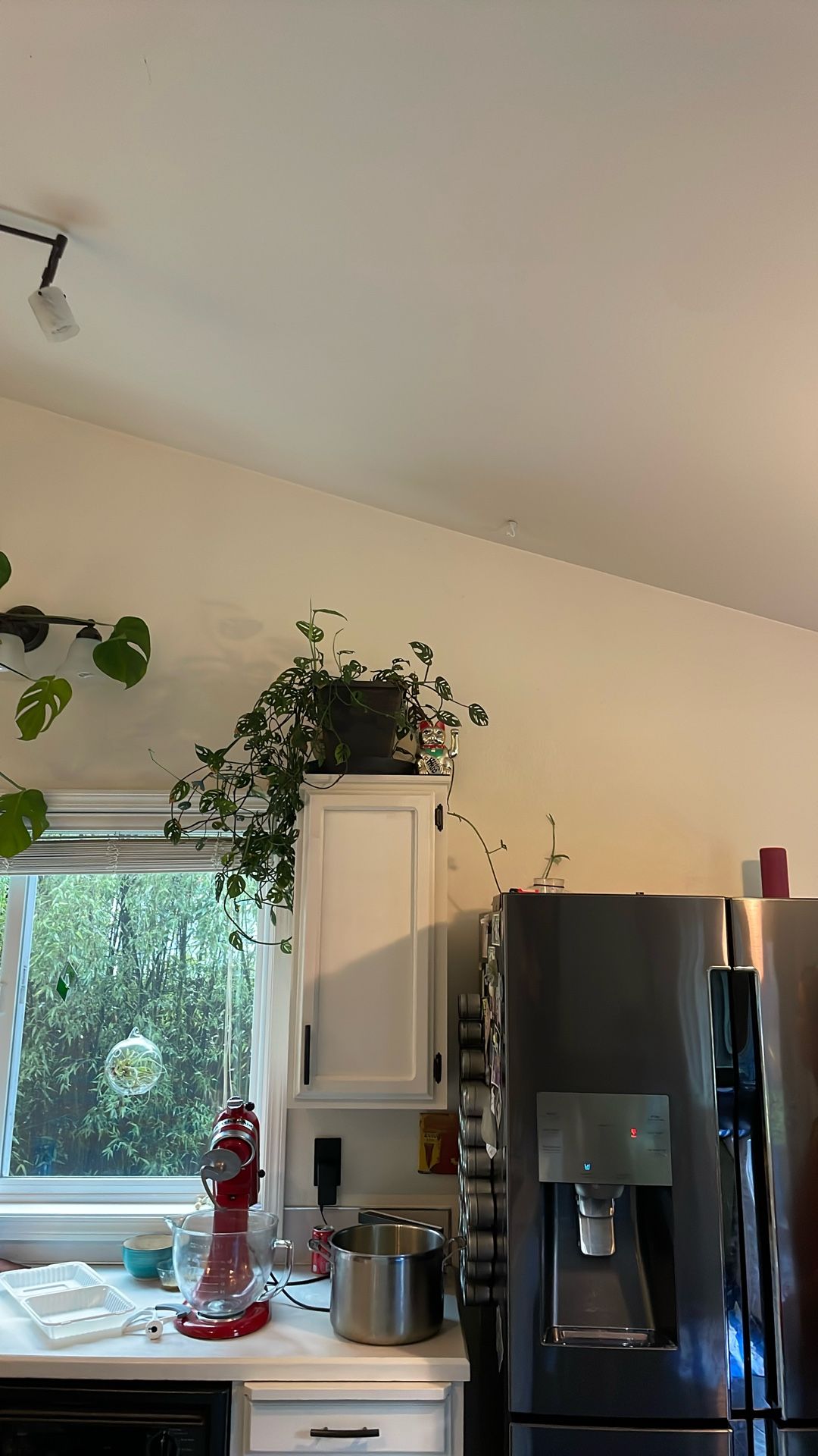 Pothos House Plant
