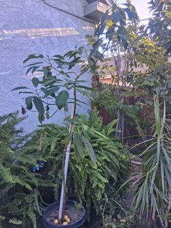 Avocado trees(reed)