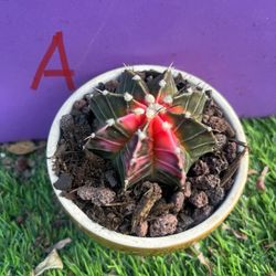Rare  cactus Gymnocalycium mihanovichii variegated- Imported , get 2 free Succulent cuttings